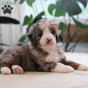 Oaklynn, Mini Bernedoodle Puppy